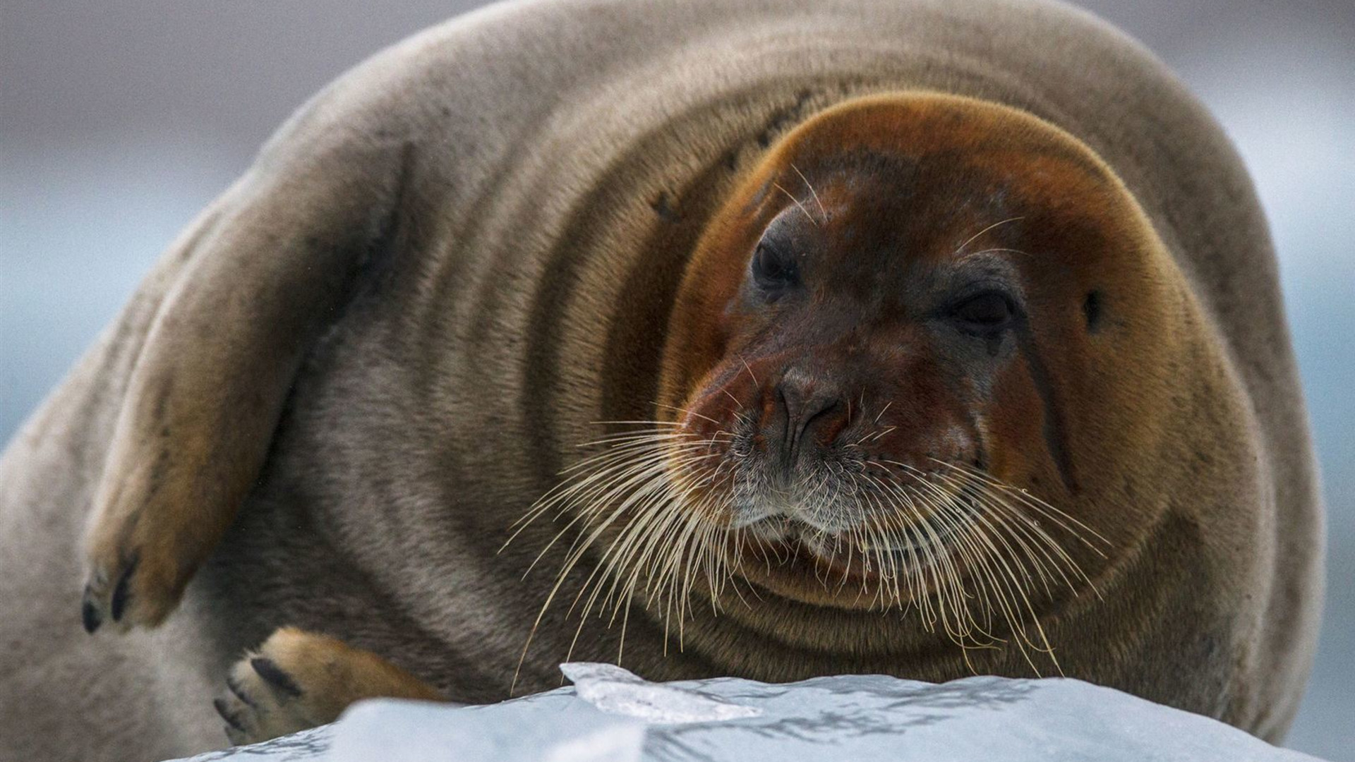 Click to view large image Svalbard Explorer: Best of High Arctic Norway