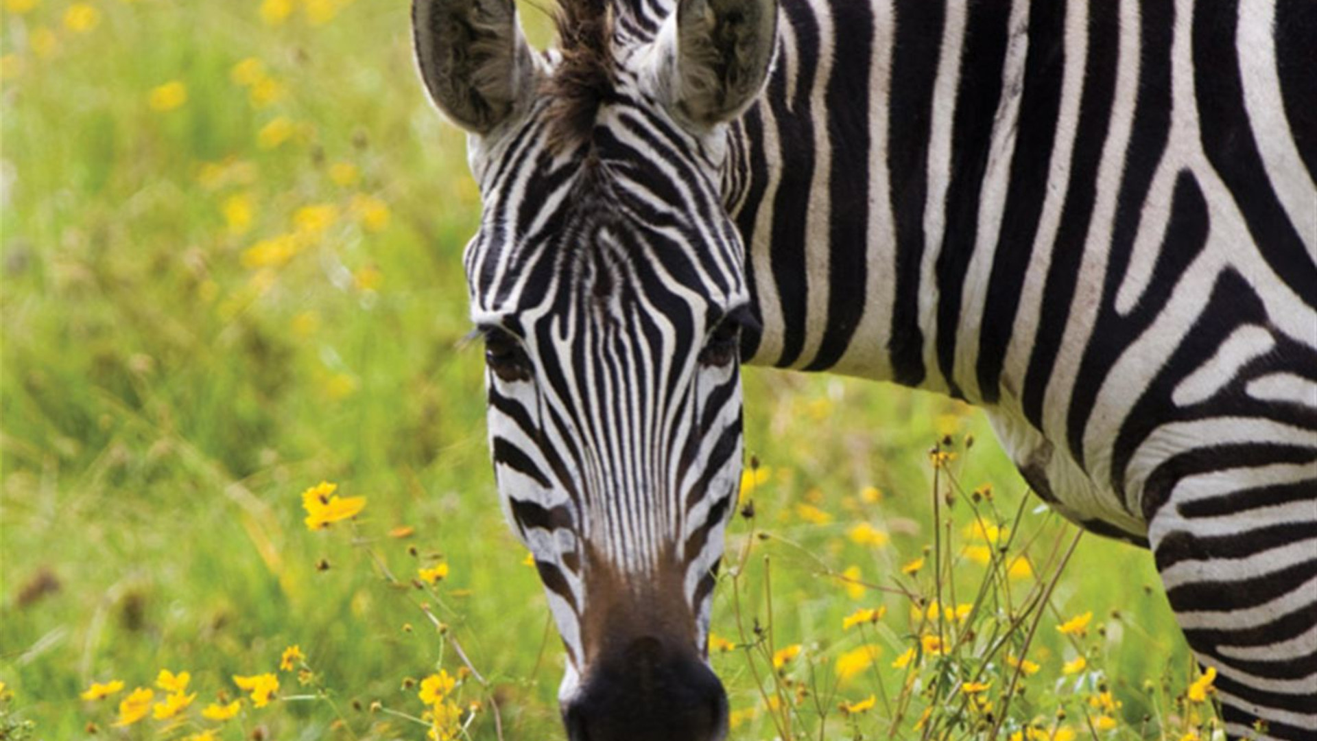 Click to view large image Premium Tanzania