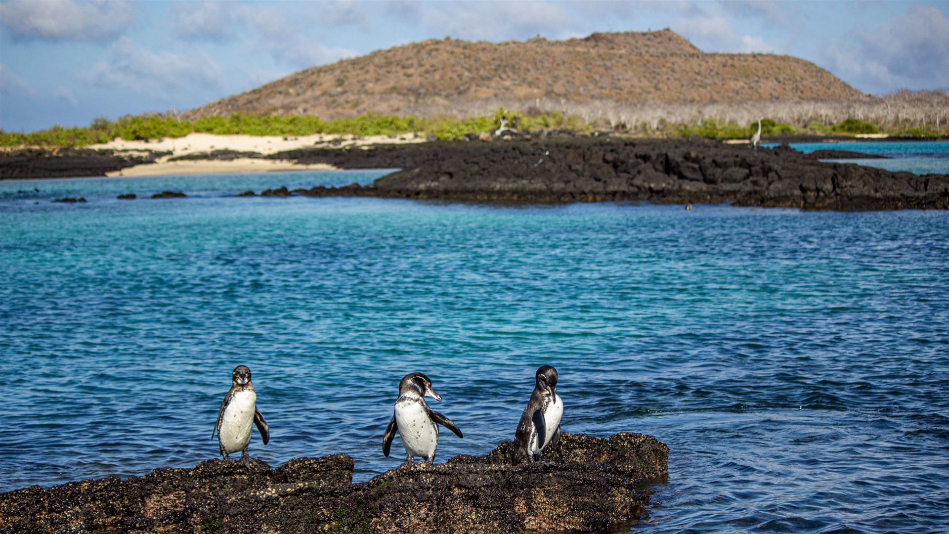 Click to view large image Galapagos – Central and East Islands aboard the Reina Silvia Voyager