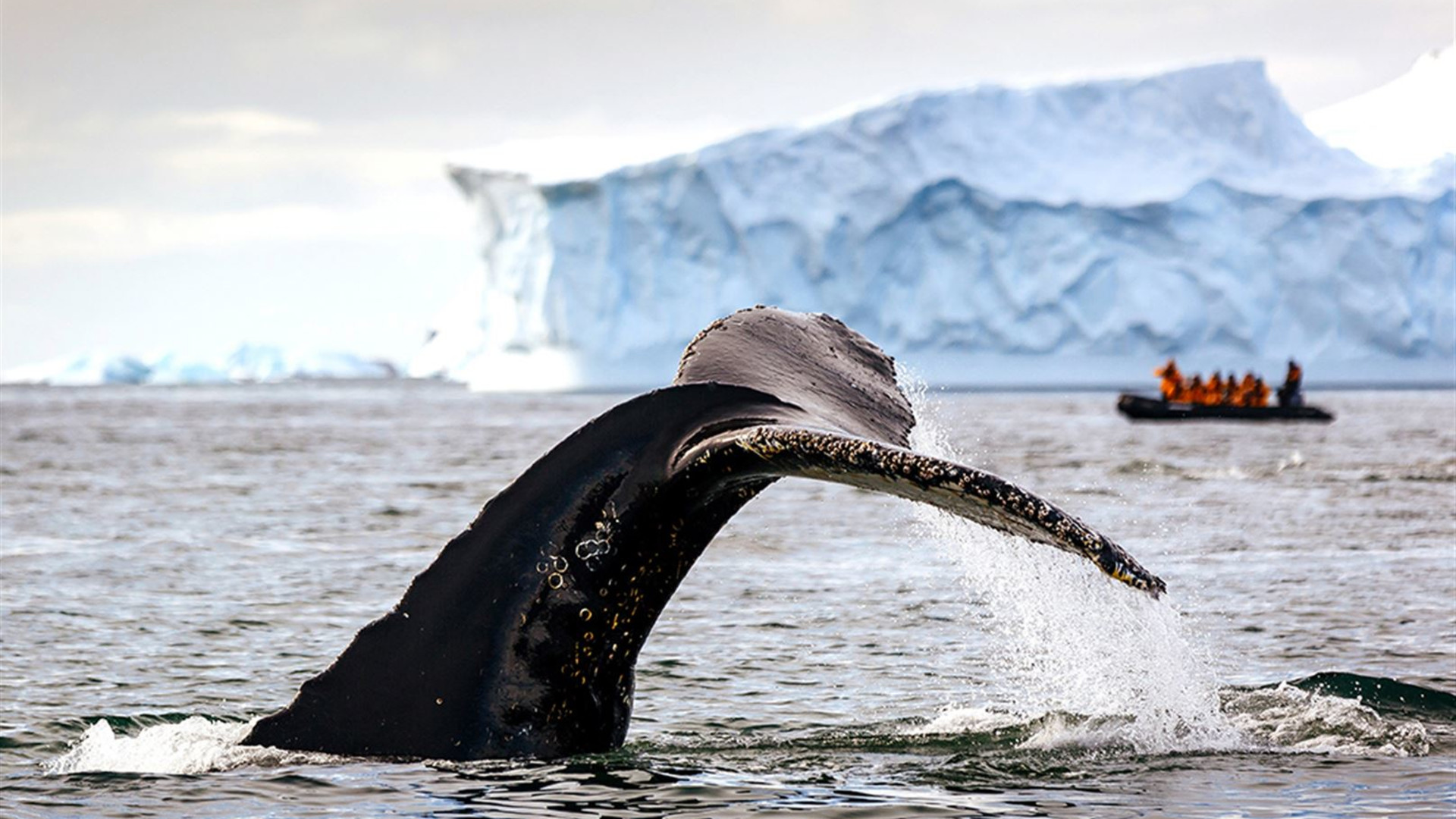 Click to view large image Crossing the Circle: Southern Expedition (Ocean Explorer)