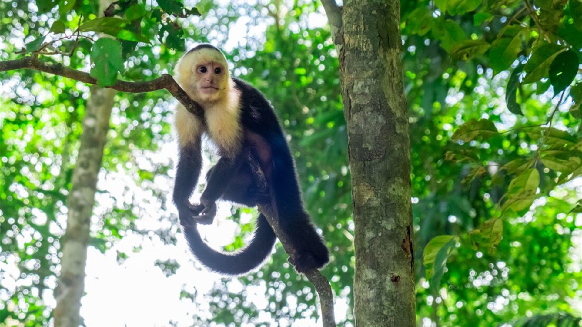 Click to view large image Best of Mexico & Costa Rica