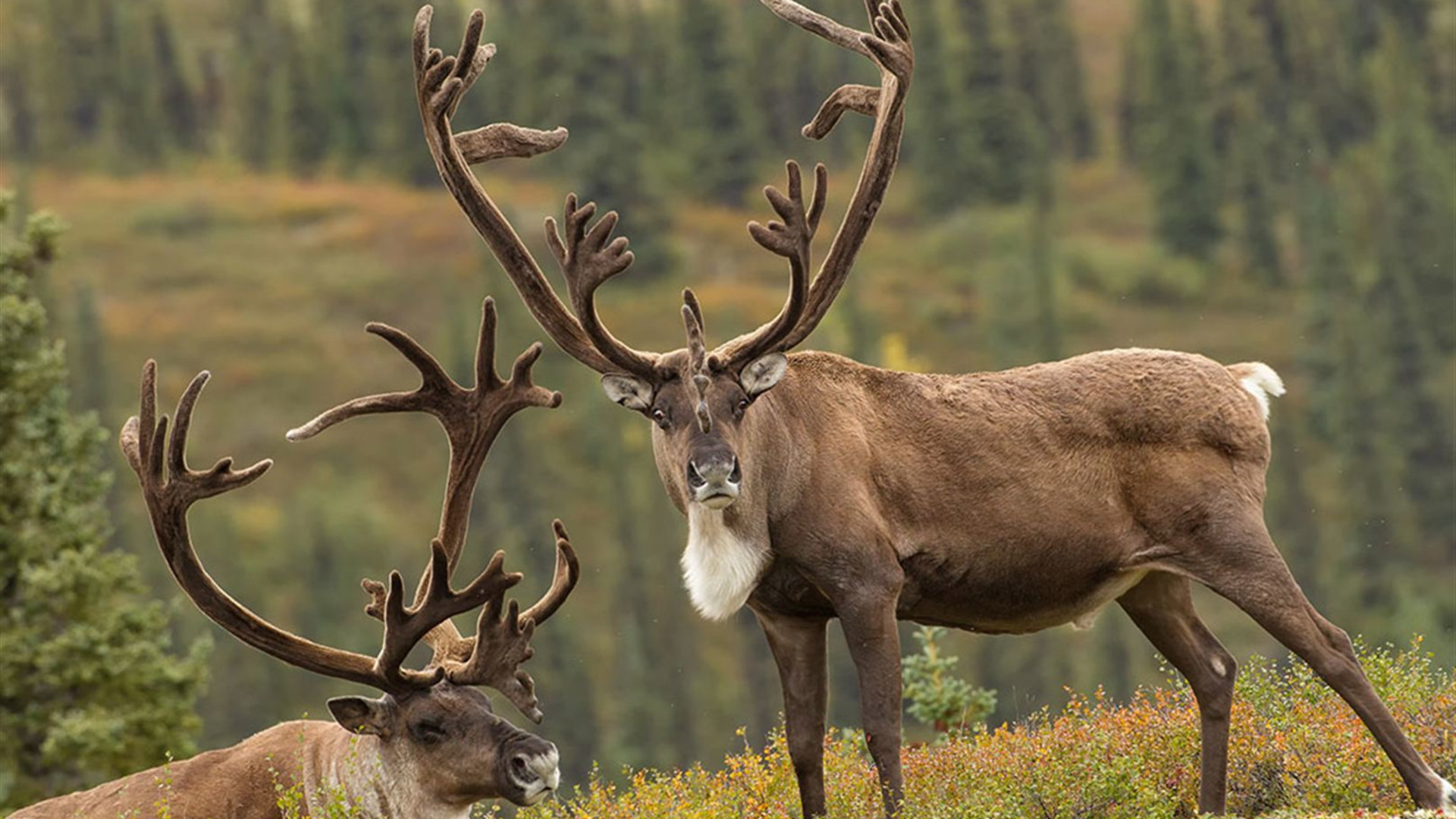 Click to view large image Alaska Hike, Bike & Kayak