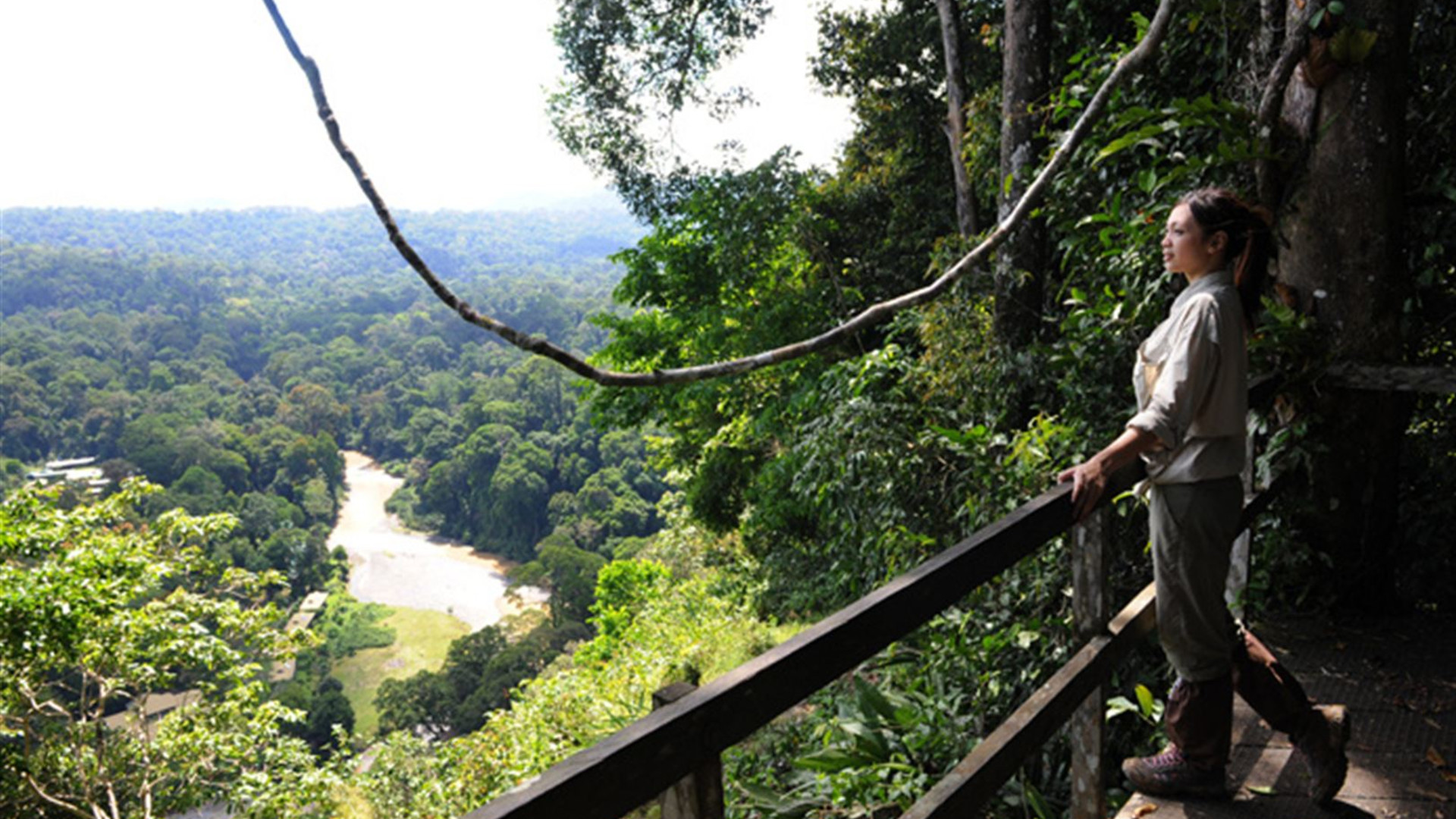 Click to view large image Borneo Wildlife Discoverer
