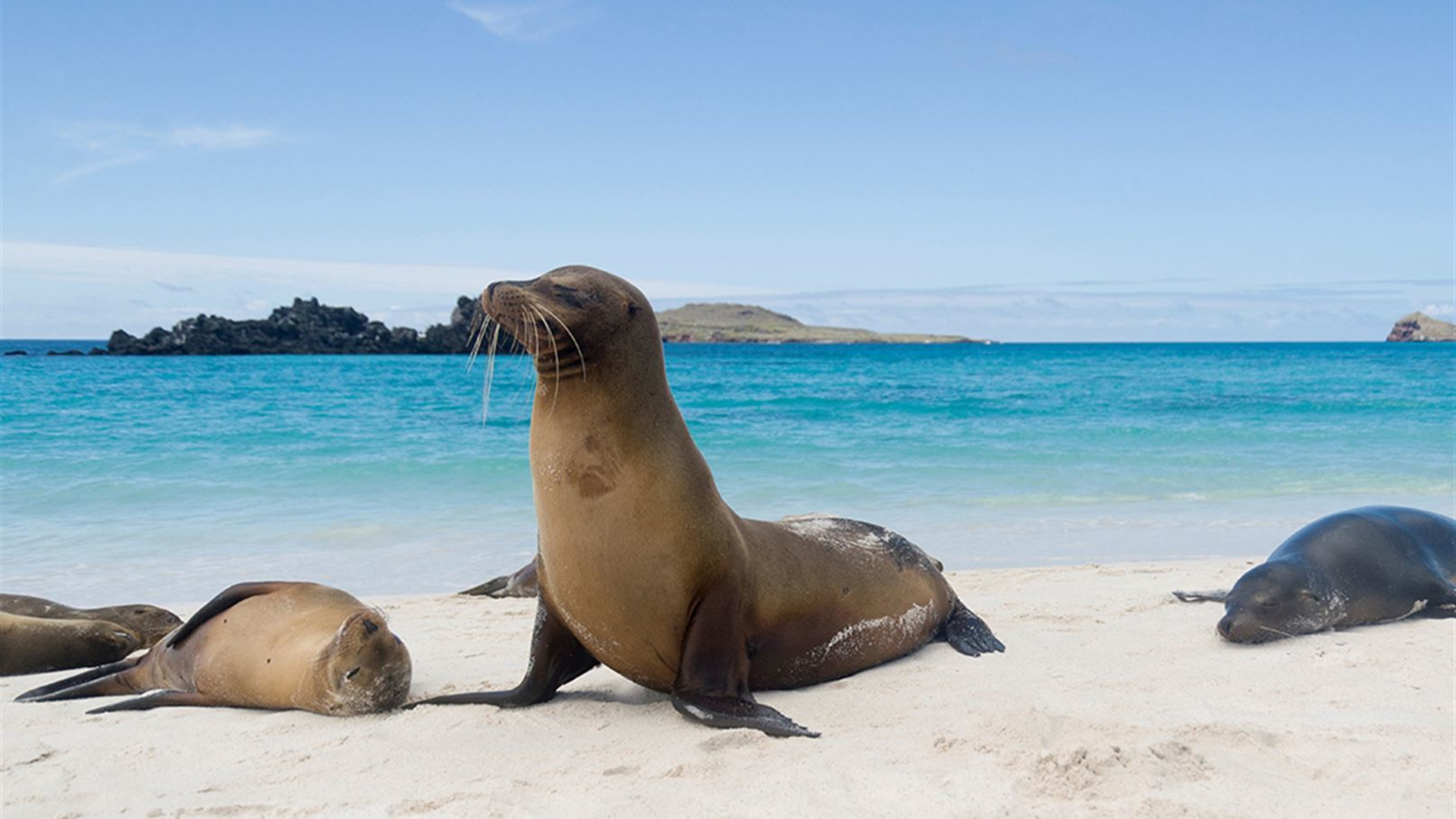 Click to view large image Best of Peru & Galapagos