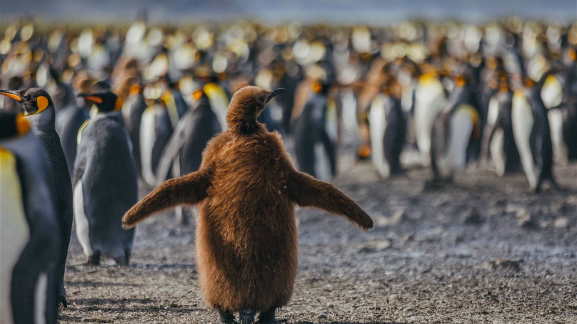 Click to view large image South Georgia and Antarctic Peninsula: Penguin Safari