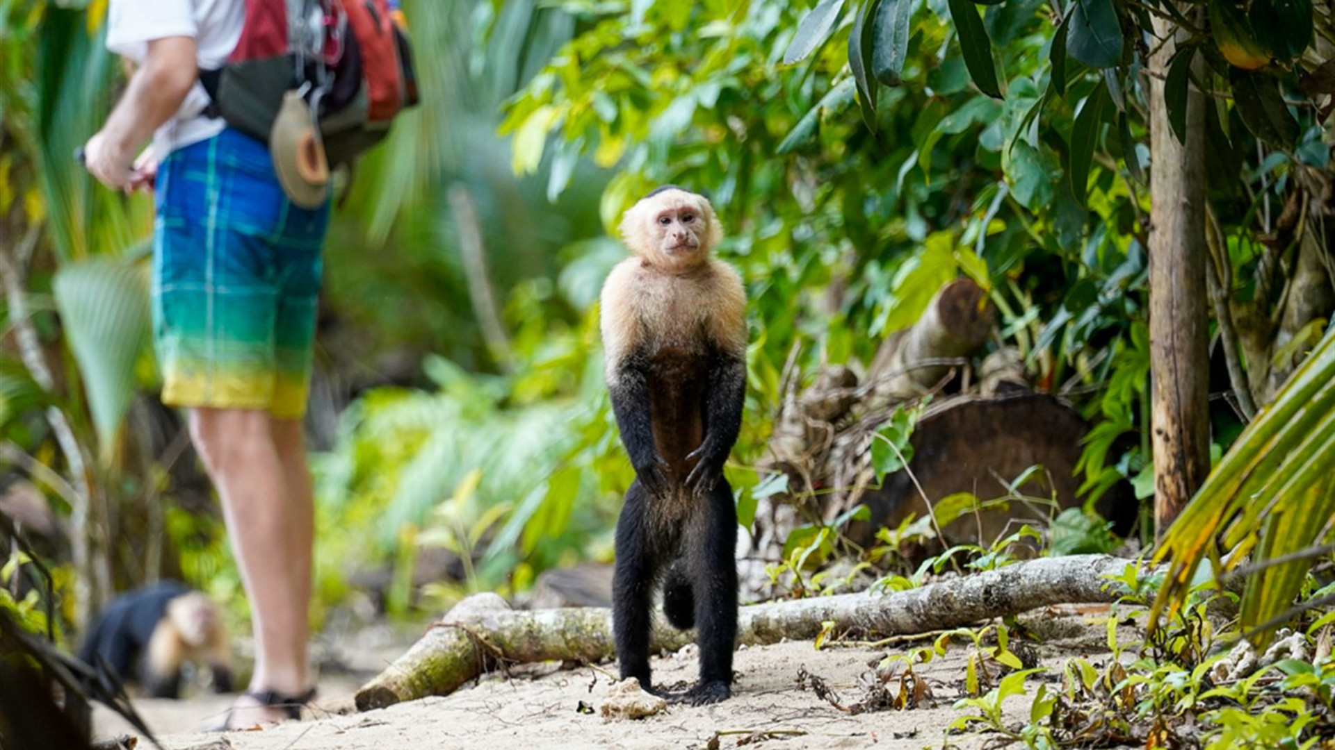 Click to view large image One Week In Costa Rica