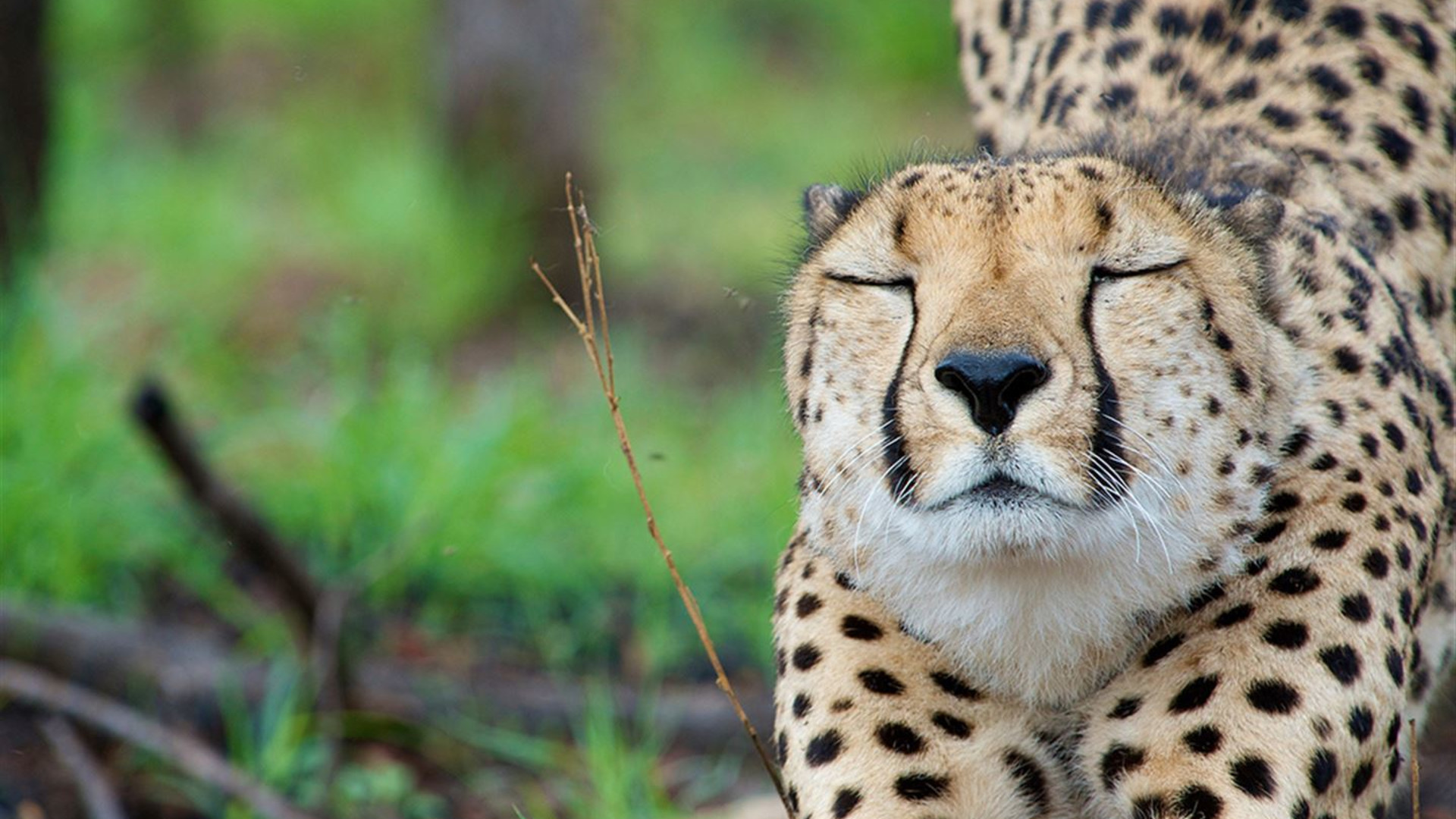 Click to view large image Journeys: Southern Africa Safari Experience