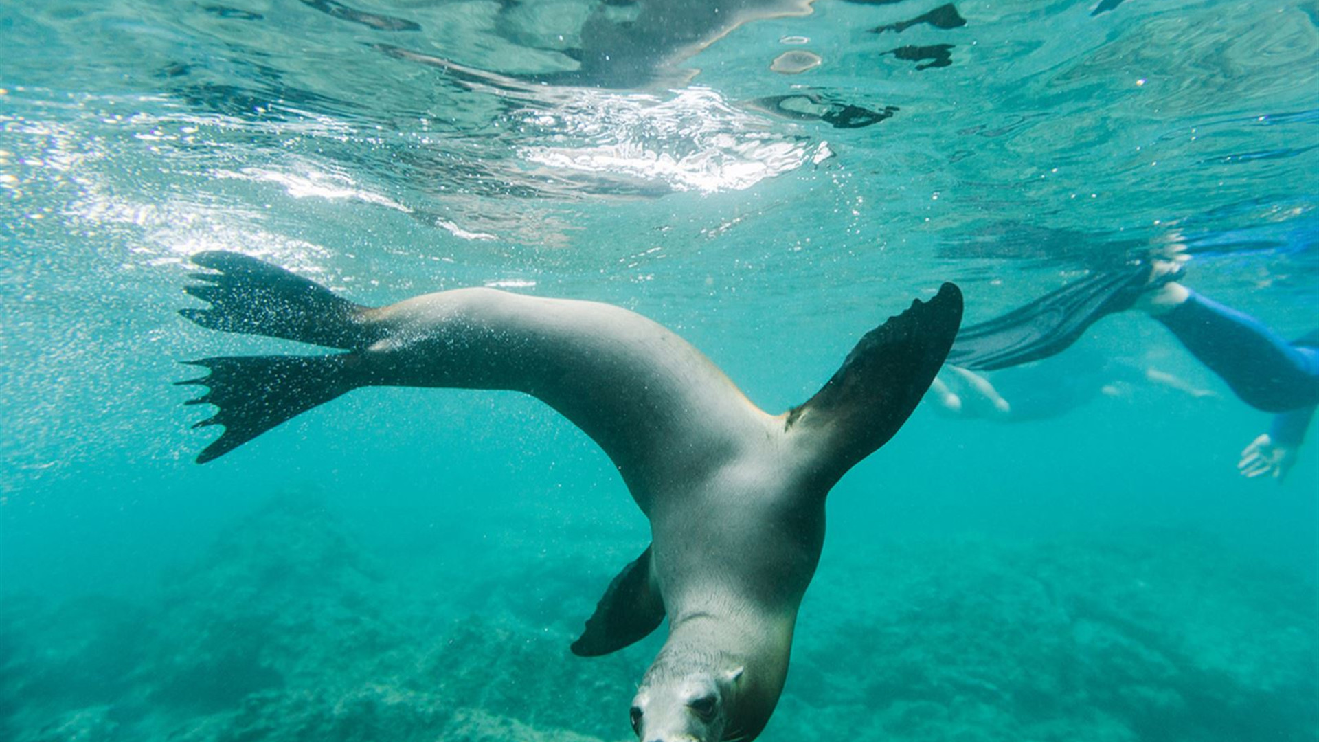 Click to view large image Ecuador, Galapagos & Peru Explorer