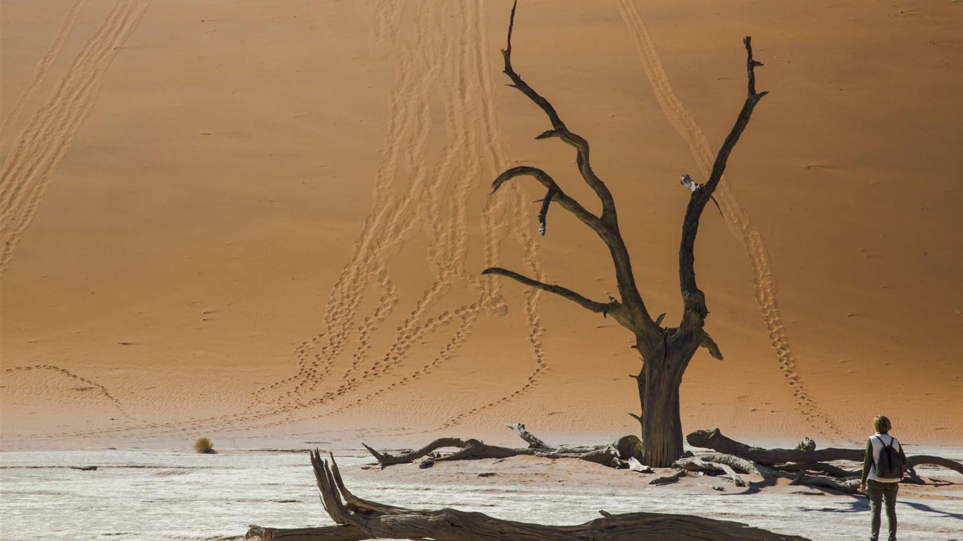 Click to view large image Cape & Dunes Discoverer