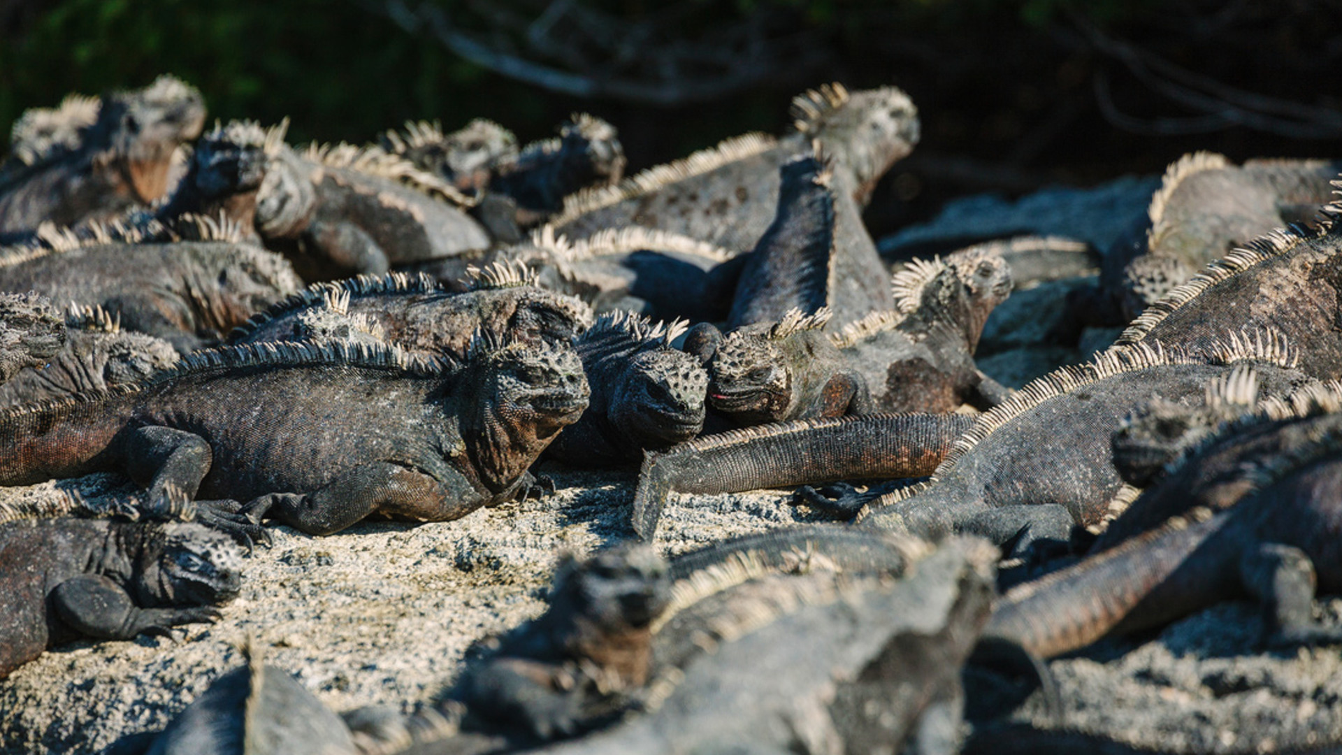 Click to view large image Pure Galapagos (Grand Daphne)