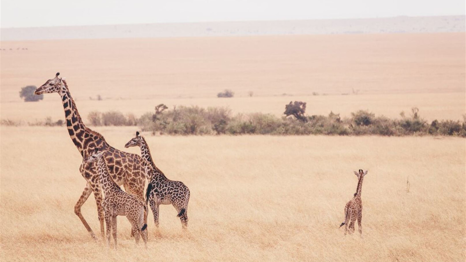 Click to view large image Kenya Family Safari