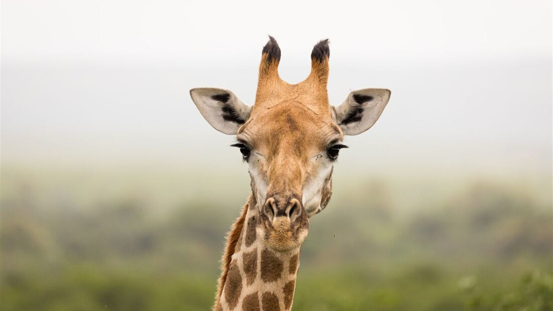 Click to view large image Vic Falls to Kruger