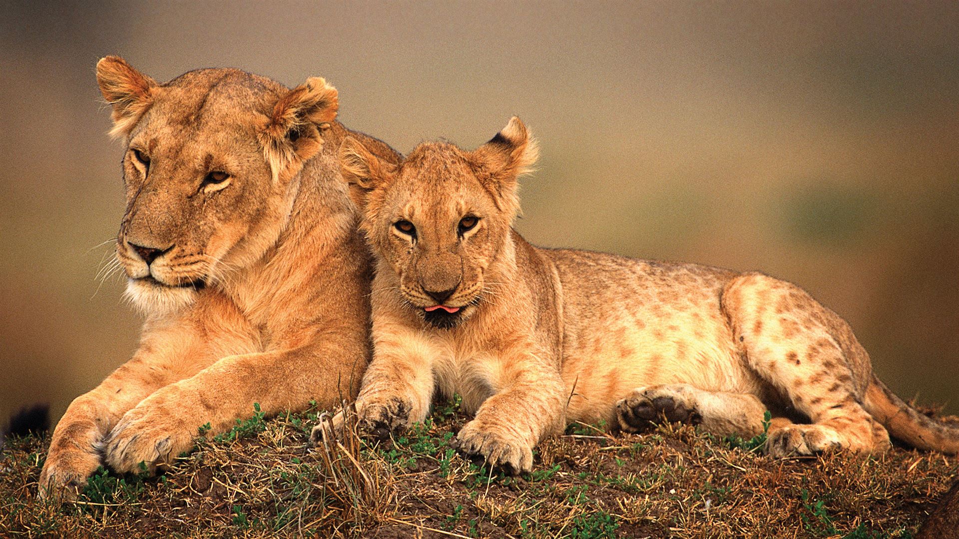 Click to view large image East Africa: Safari Drives, Mountain Hikes & Chimp Trekking