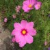 Mary Simones-Jones