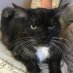 Shadow The Cat