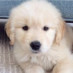 Cute Pups Cute Pups