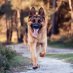 Rott Weiler Rott Weiler