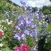 Sally Churchward Sally Churchward