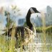 High Park News High Park News