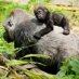animals zoo animals zoo