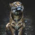 Animal Post Animal Post