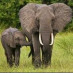 ElephantLivesMatter