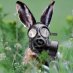 albertarabbit albertarabbit