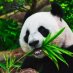 pandabum pandabum