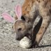 OutOfYourHare OutOfYourHare