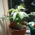 Anarchist Cannabis Community Anarchist Cannabis Community