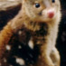 Harriett Swift