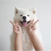Animal Life
