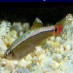 netminnow netminnow