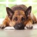 Dogs Quotes Dogs Quotes