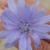 Nehanda