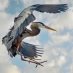 Blue Heron