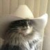 meowdy pawd'ner! meowdy pawd'ner!