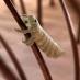 Head Louse Remedy