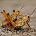 Grasshopper