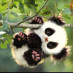 Littlepanda