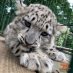 b leopard