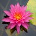 LotusOak LotusOak
