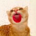 One Crazy Cat! Ⓥ One Crazy Cat! Ⓥ