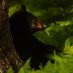 Bear Photography