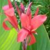 Beautiful Red Beautiful Red