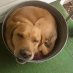 terriblezdog