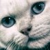 Cats Photo Rtg