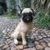 Pugs Life Pugs Life