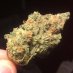 CannaLegalization