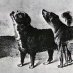 Dogocrat Dogocrat
